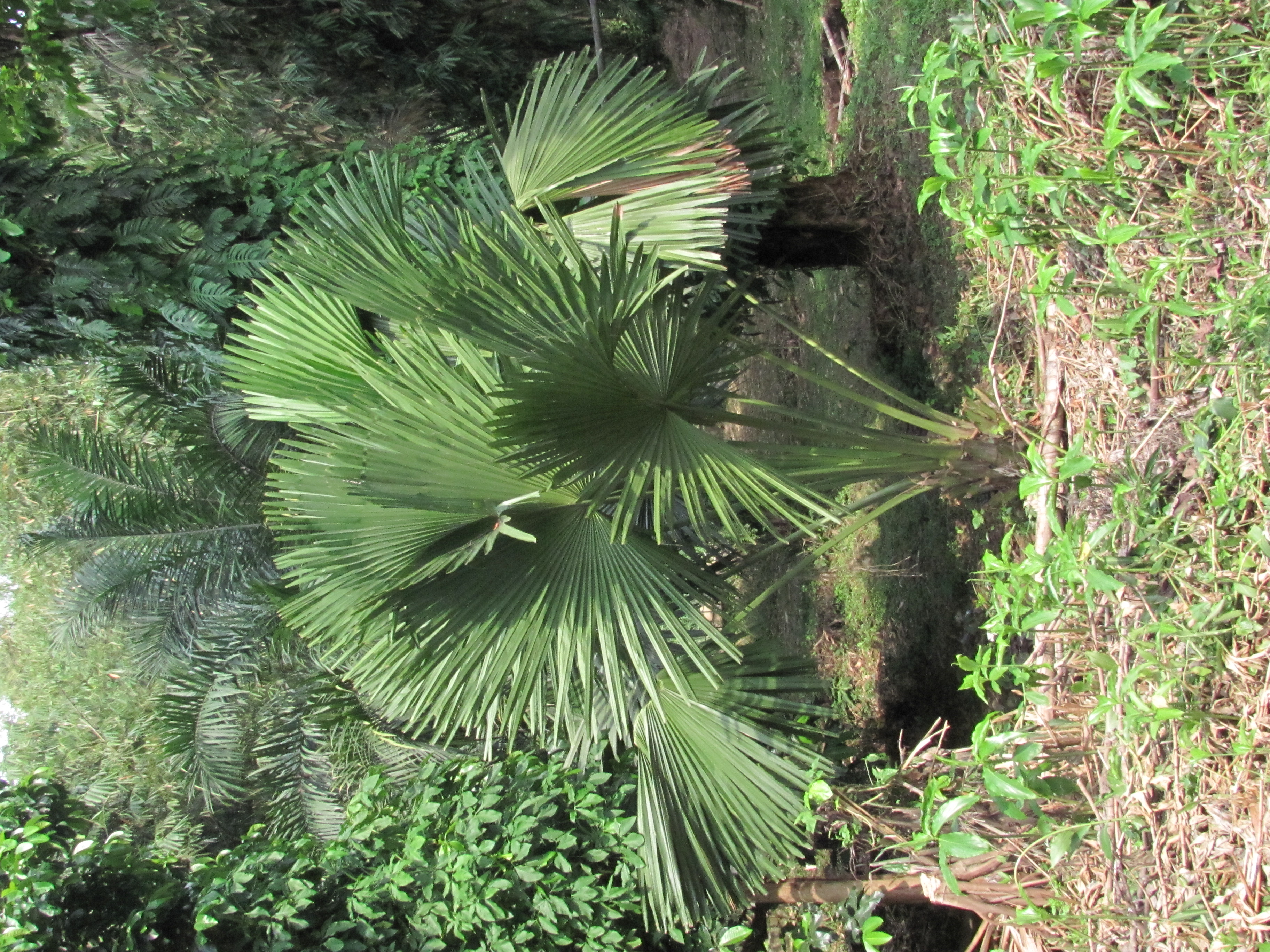 Corypha umbraculifera