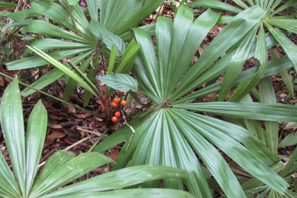 Licuala