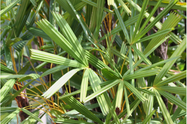 Licuala spinosa