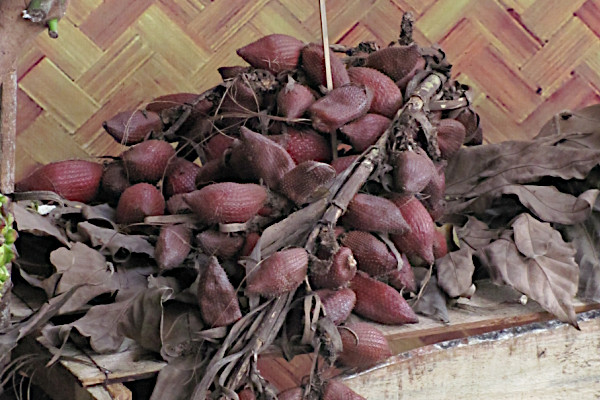 Salacca glabrescens