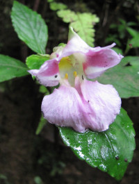 Impatiens sp.
