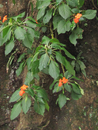 Impatiens sp.