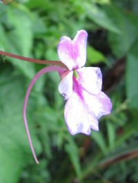 Impatiens sp.
