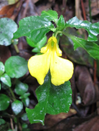 Impatiens dewildeana