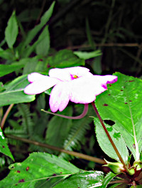 Impatiens platypetala