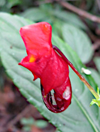 Impatiens rubriflora