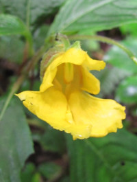 Impatiens sp.