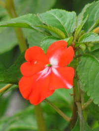 Impatiens platypetala