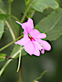 Impatiens sp.