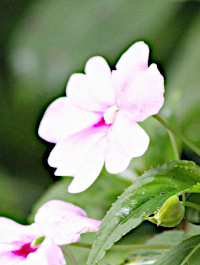 Impatiens platypetala