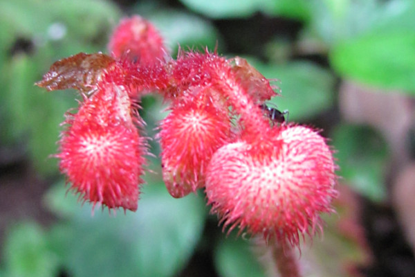 Begonia beccariana