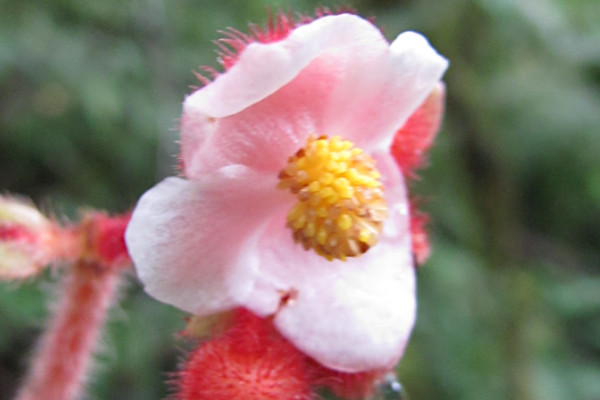 Begonia beccariana