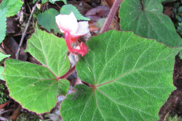 Begonia beccariana