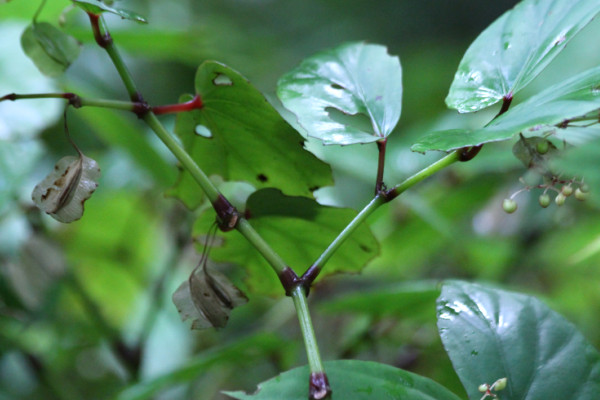 Begonia isoptera