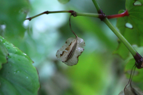 Begonia isoptera