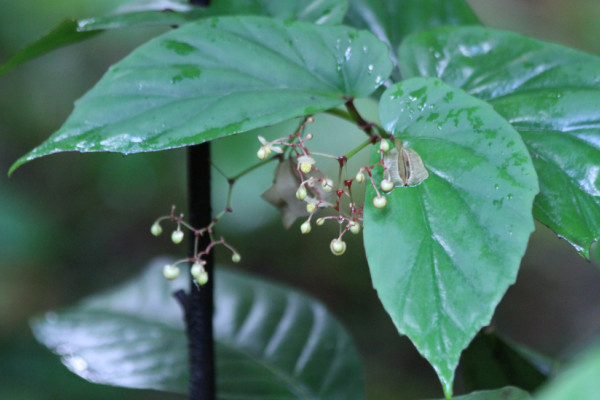 Begonia isoptera