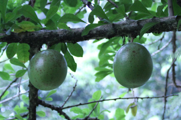 Crescentia cujete
