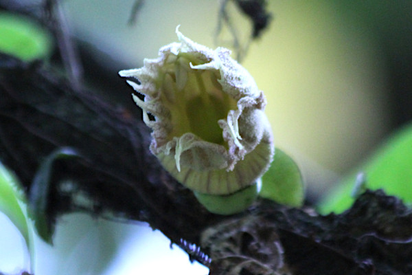 Crescentia cujete
