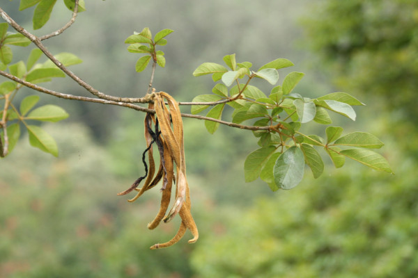 Handroanthus chrysotrichus