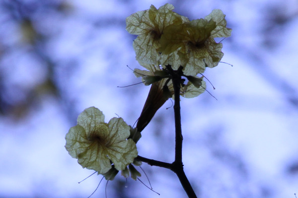 Handroanthus chrysotrichus