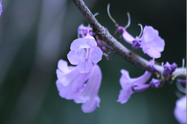 Jacaranda mimosifolia