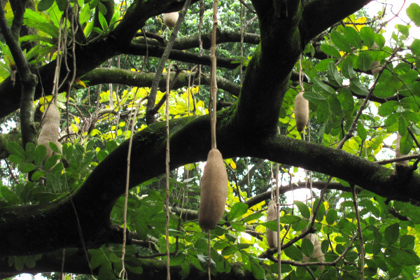 Kigelia africana
