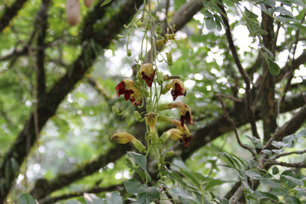 Kigelia africana
