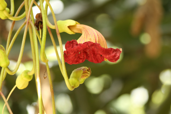 Kigelia africana