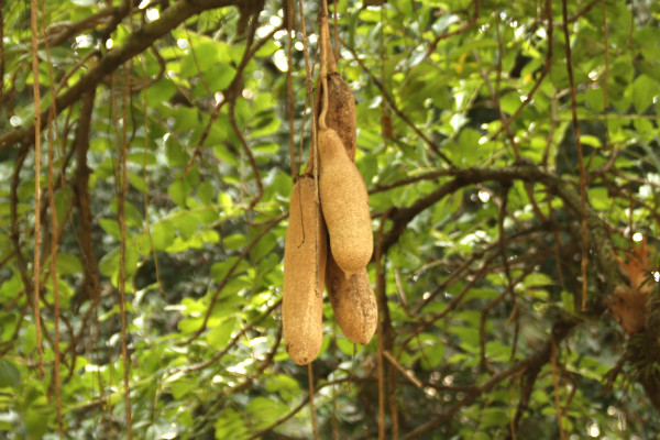Kigelia africana