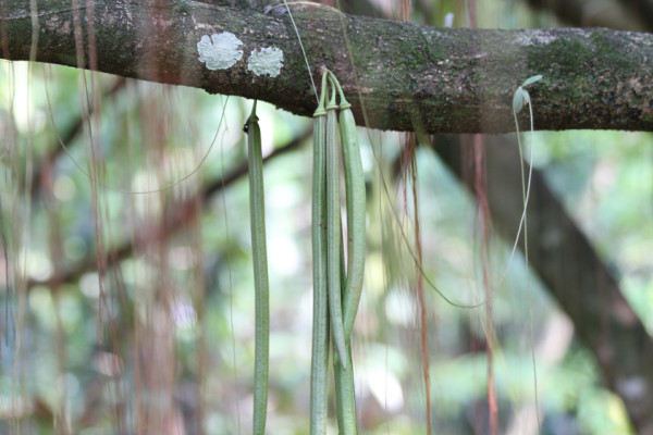 Parmentiera cereifera