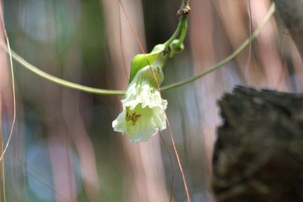 Parmentiera cereifera