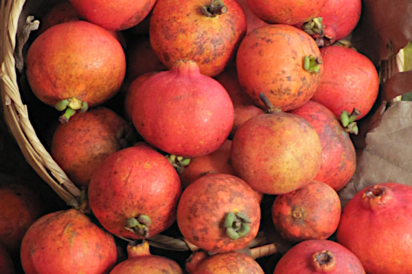 Gacinia bancana