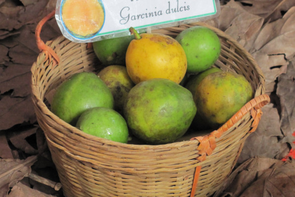 Gacinia dulcis