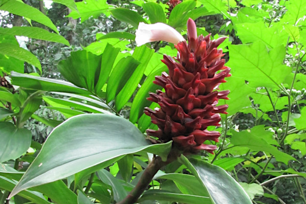 Costus barbatus