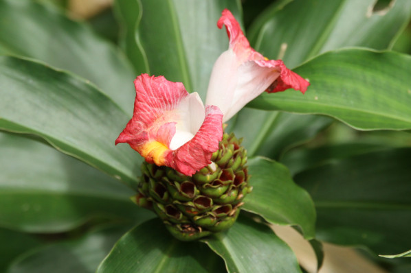 Costus lucanusianus