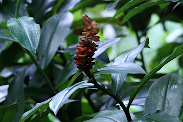 Costus spiralis