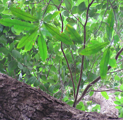 Dipterocarpus grandifolius