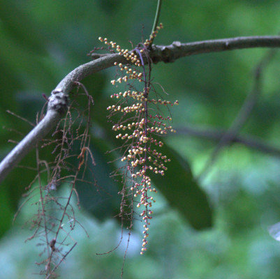 Botraphora geniculata