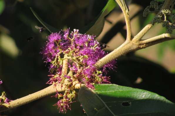 Callicarpa