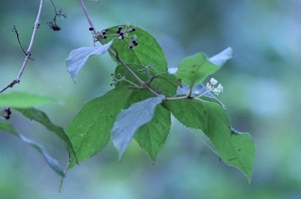 Callicarpa