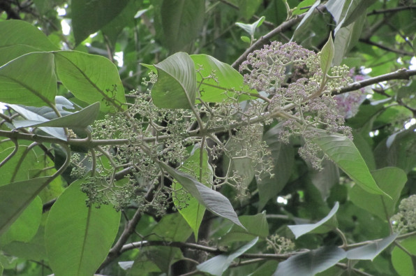 Callicarpa