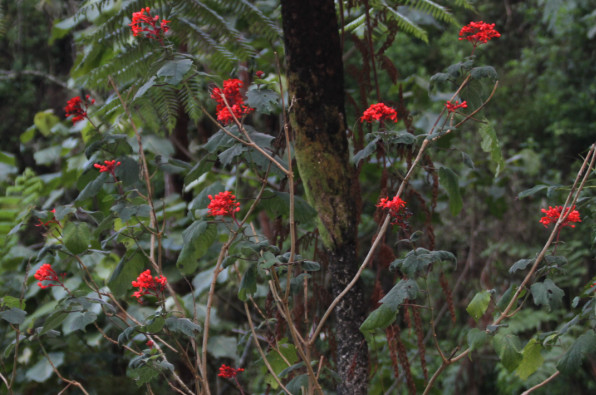 Clerodendrum speciosissimum