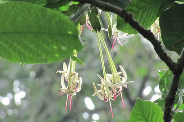 Clerodendrum minahassae