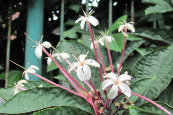 Clerodendrum quadriloculare