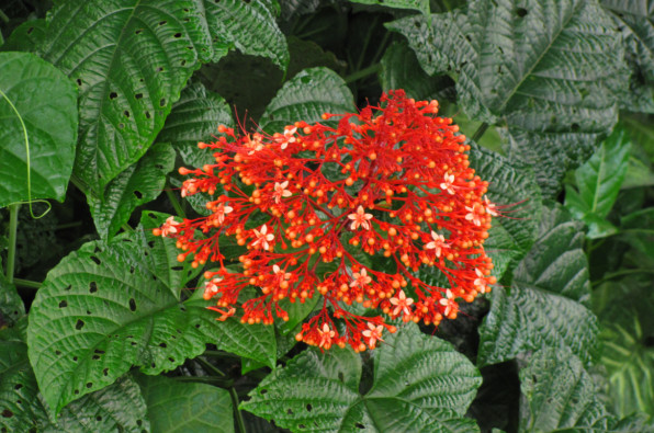 Clerodendrum paniculatum