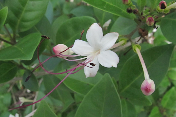 Clerodendrum inerme