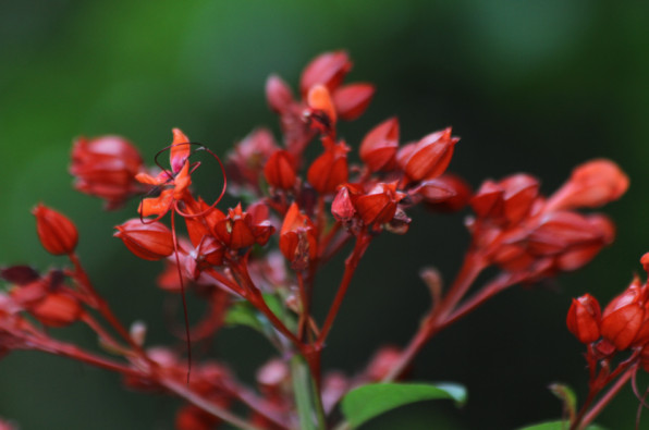 Clerodendrum speciosissimum