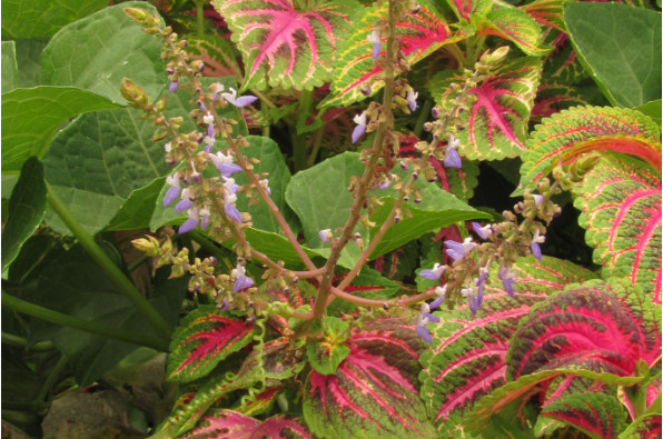 Coleus scutellarioides