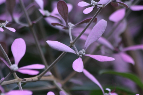 Congea tomentosa