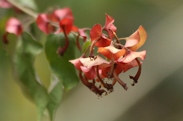 Holmskioldia sanguinea